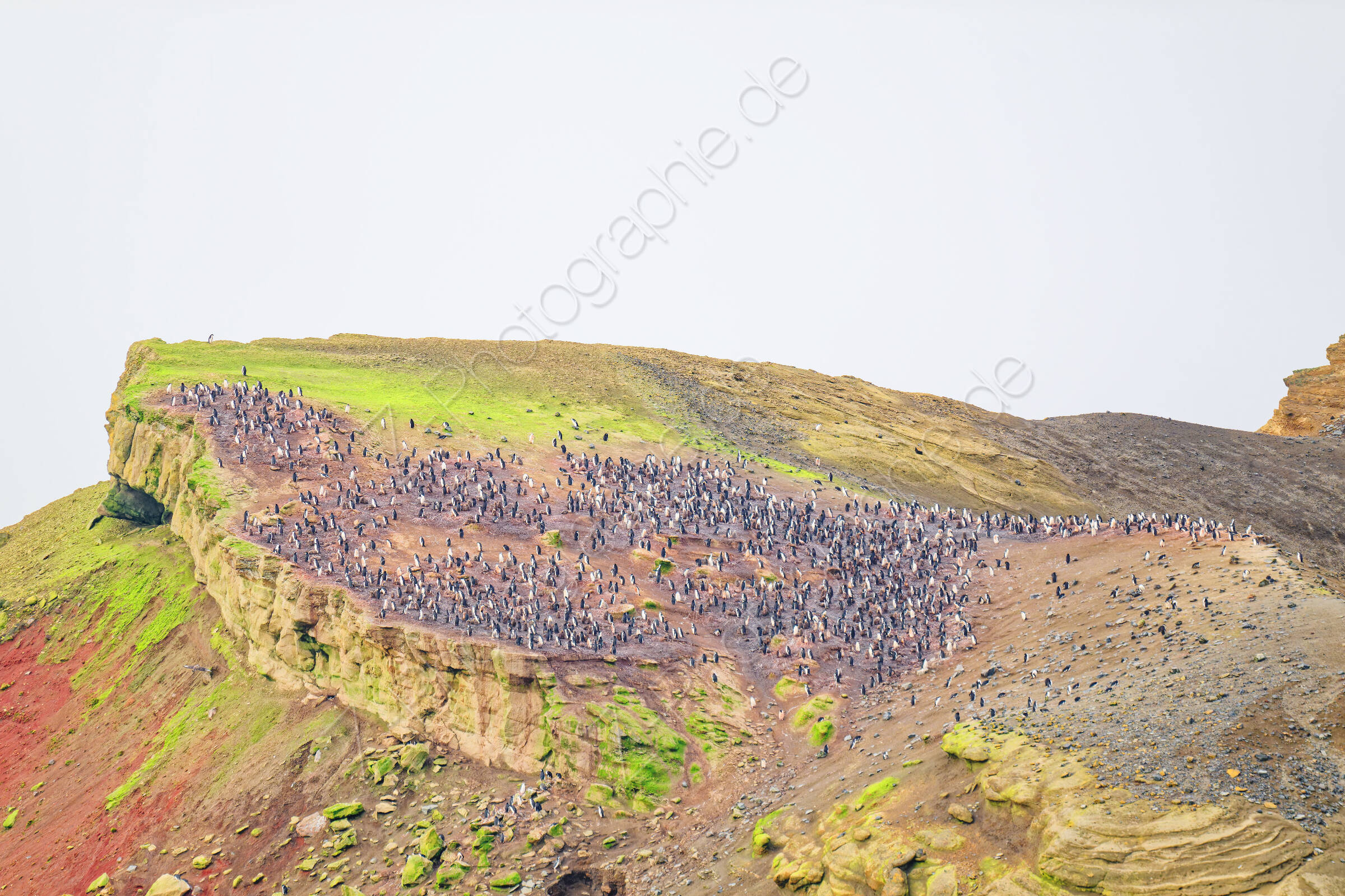 Chinstrap penguins at Entrance Point - Deception Island